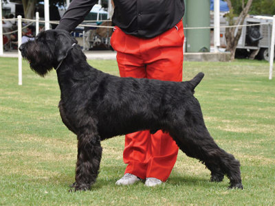 WULFGAR