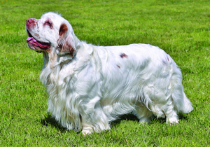 clumber_spaniel