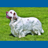 clumber_spaniel