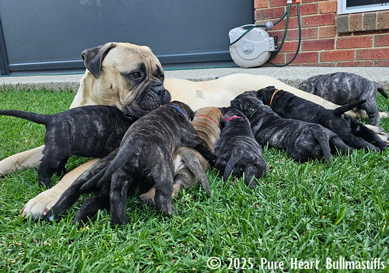 Breeder Gallery Large Image