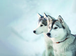 ID 33507437 Siberian Husky Andreykuzmin Dreamstime.com