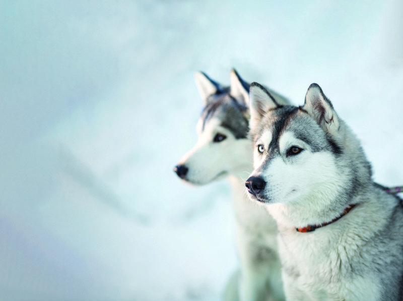 ID 33507437 Siberian Husky Andreykuzmin Dreamstime.com