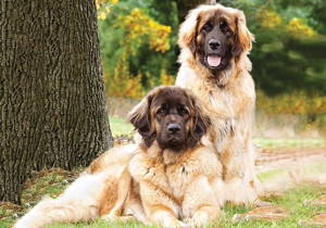 leonberger
