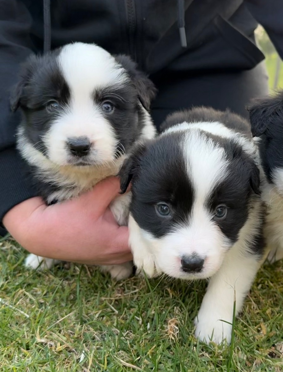 Breeder Gallery Large Image