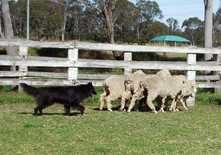 Breeder Gallery Large Image