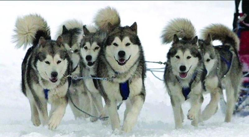 Snowsteed4. submitted by Evette Levett