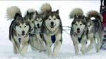 Snowsteed4. submitted by Evette Levett