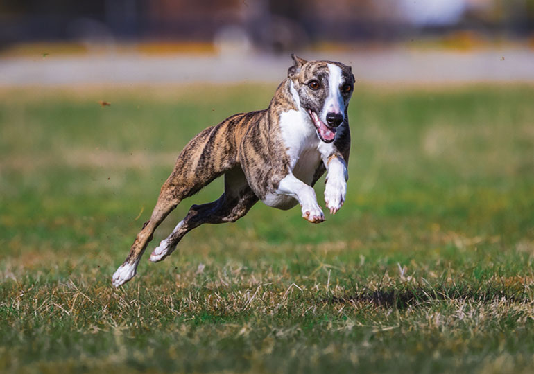 Breeder - Ms Jacki Winders