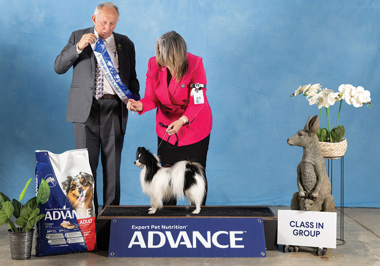 Breeder - Mrs Donna Maisey