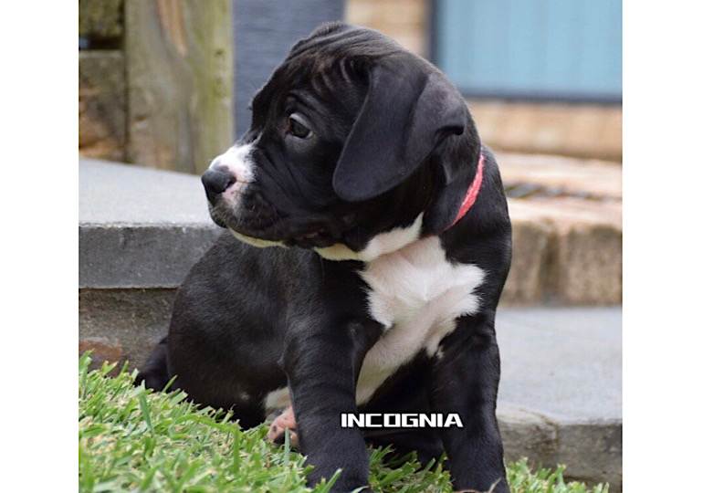 Breeder Gallery Large Image