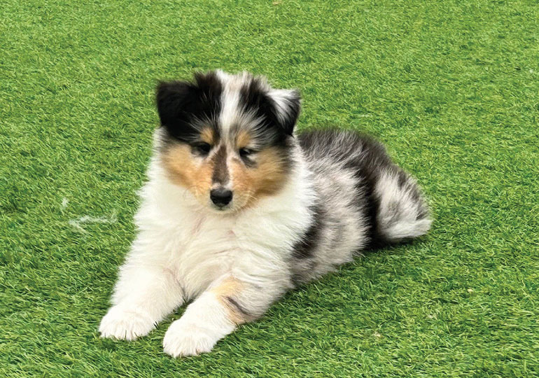 Breeder Gallery Large Image