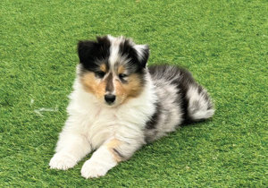Breeder - Mrs Amy Hopkins