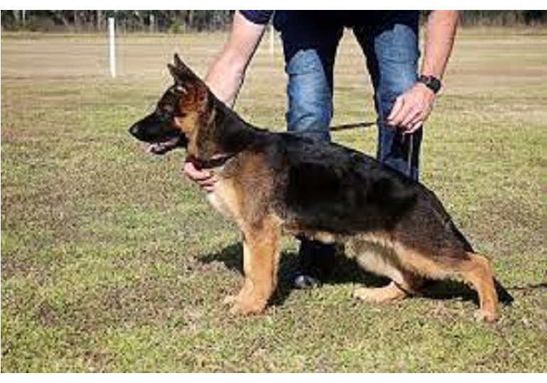 Breeder Gallery Large Image