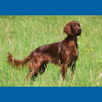 irish_setter