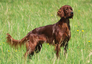 irish_setter