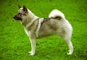 norwegian_elkhound