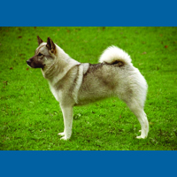 norwegian_elkhound
