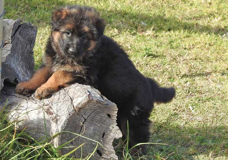 Breeder Gallery Large Image