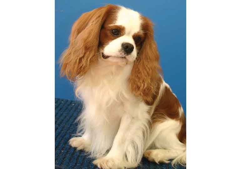 Breeder Gallery Large Image