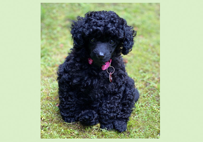Breeder Gallery Large Image