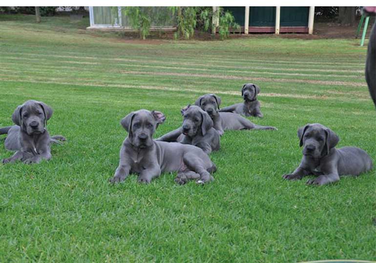 Breeder - Mrs Fiona Barrett