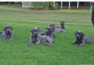 Breeder - Mrs Fiona Barrett