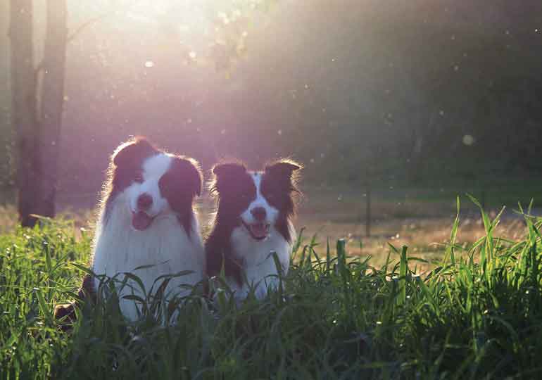 Breeder Gallery Large Image
