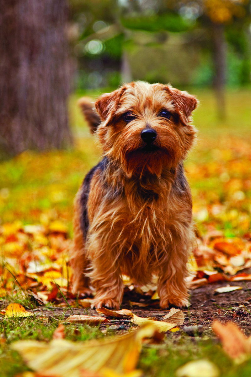 Norfolk Terrier edit