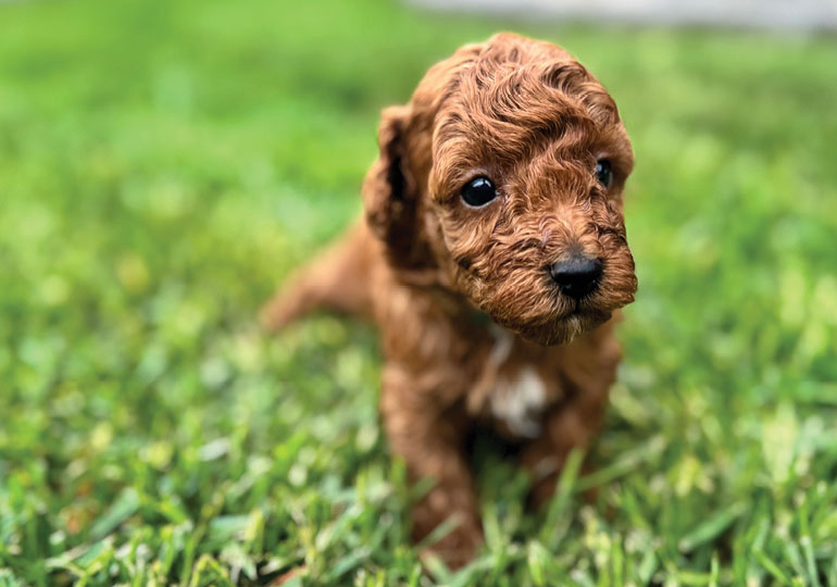 Breeder Gallery Large Image