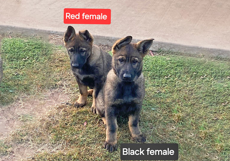 Breeder Gallery Large Image