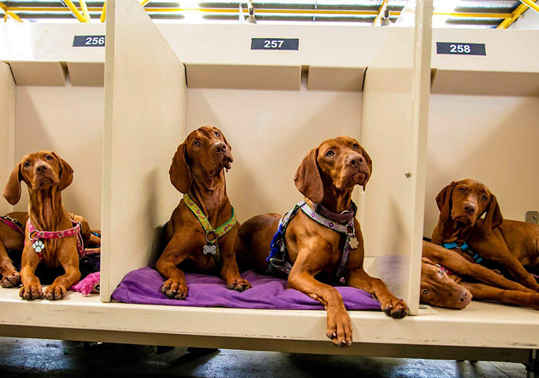Breeder Gallery Large Image