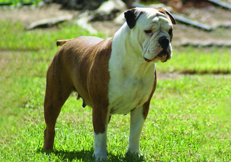 Australasian Bosdog.jpg