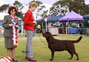 Breeder - Mrs Elizabeth Gent