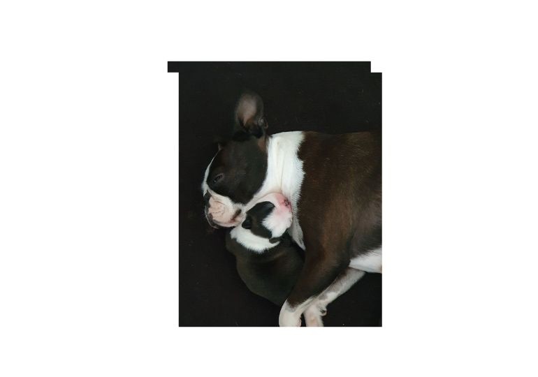 Breeder Gallery Large Image
