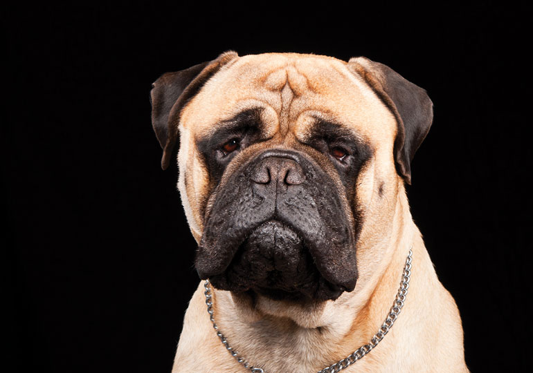 Breeder Gallery Large Image