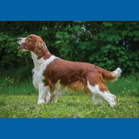 welsh_springer_spaniel