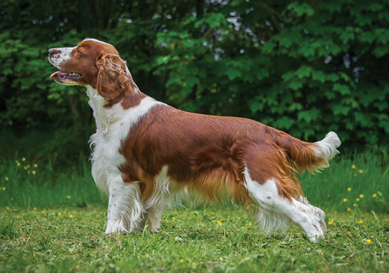 Breed Standard - Welsh Springer Spaniel