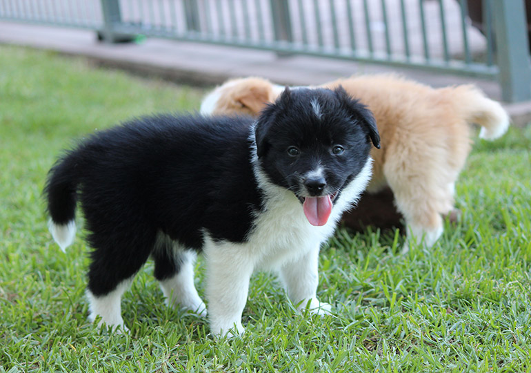 Breeder Gallery Large Image