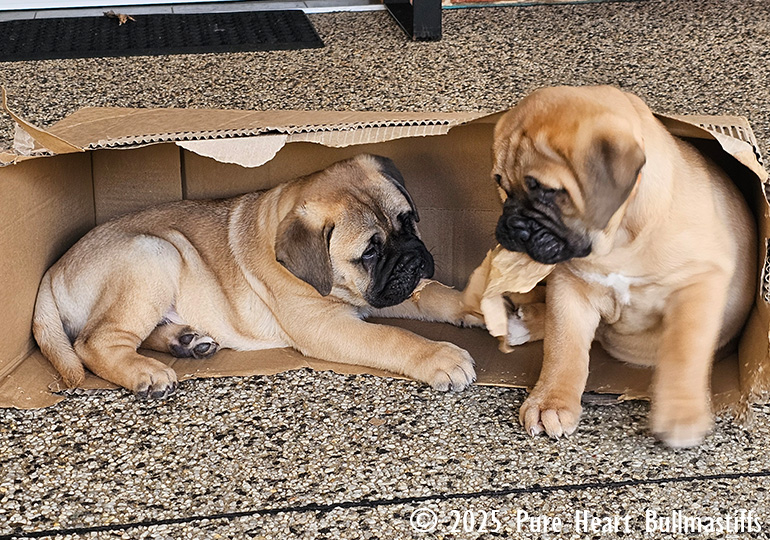 Breeder Gallery Large Image
