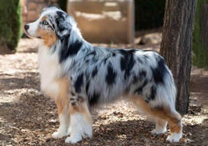 Miniature-American-Shepherd - Beverly Hills Kennel Club RESIZE.jpg