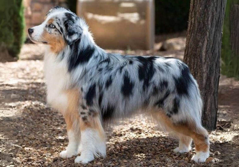Miniature-American-Shepherd - Beverly Hills Kennel Club RESIZE.jpg