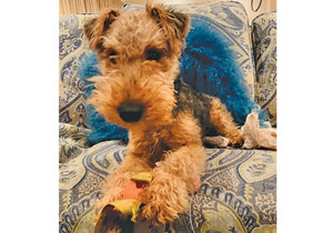 Breeder - Ms Sonya Cornick