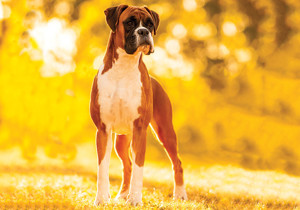 boxer