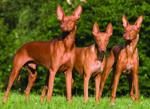 Cirneco. k9rl.com