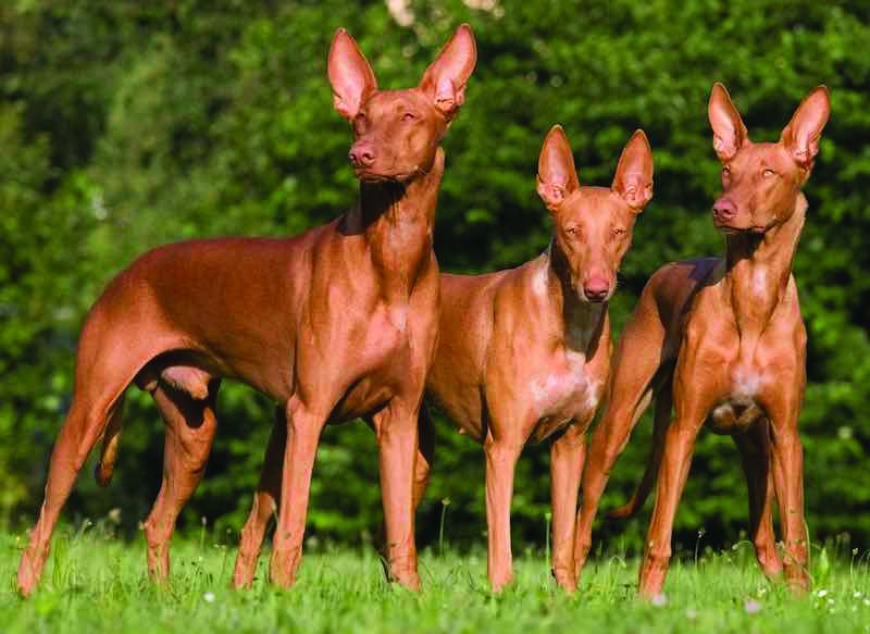 Cirneco. k9rl.com