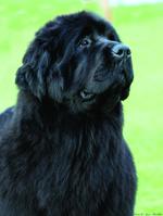 New fashion Newfoundlands SA
