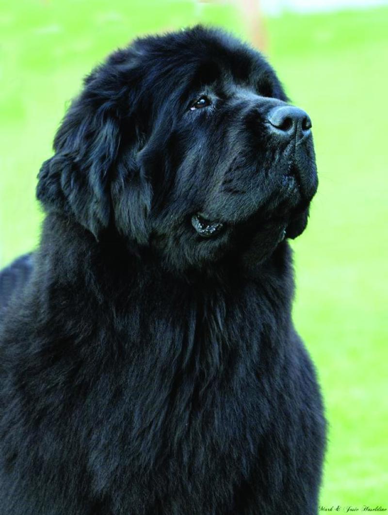 New fashion Newfoundlands SA