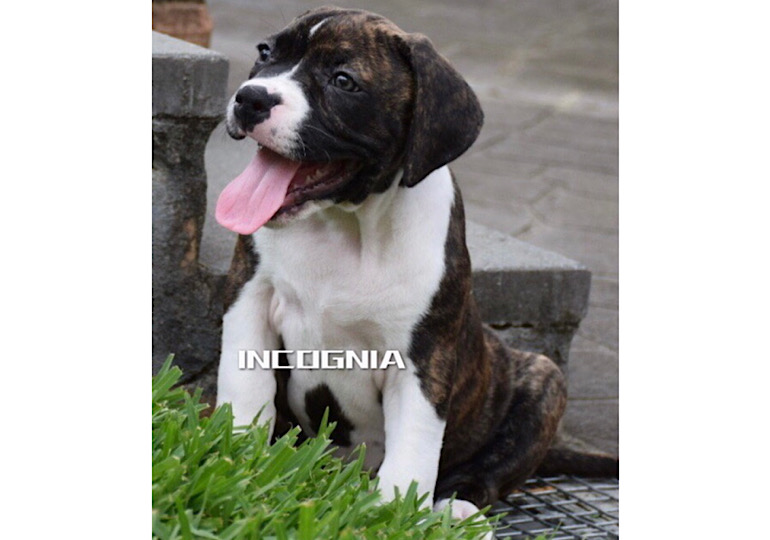 Breeder Gallery Large Image
