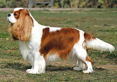cavalier_king_charles_spaniel