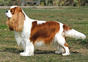 cavalier_king_charles_spaniel